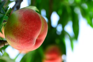 桃農園の桃イメージ