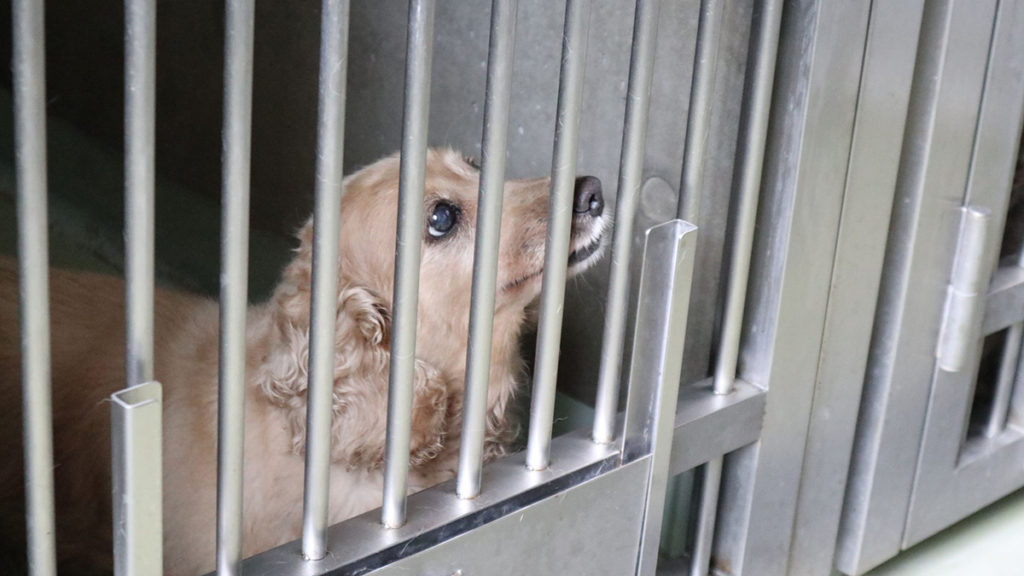 カフェ有鄰庵、公益財団法人岡山県動物愛護財団への見学