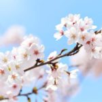 さくら