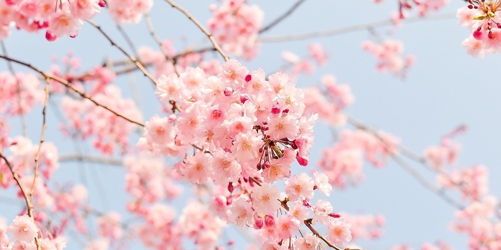 桜
