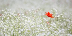 かすみ草