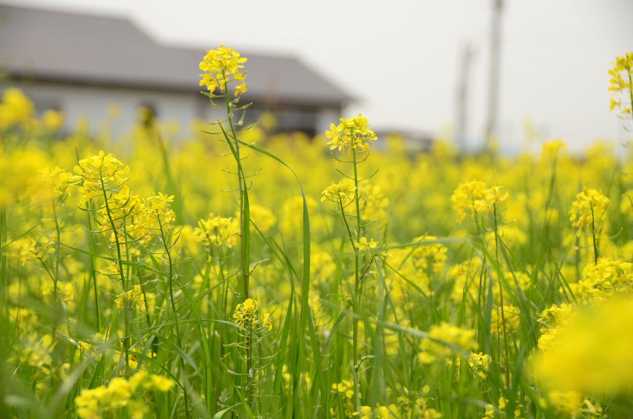 菜の花