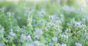 野の花