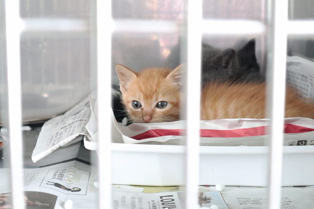 公益財団法人岡山県動物愛護財団さんの捨て猫